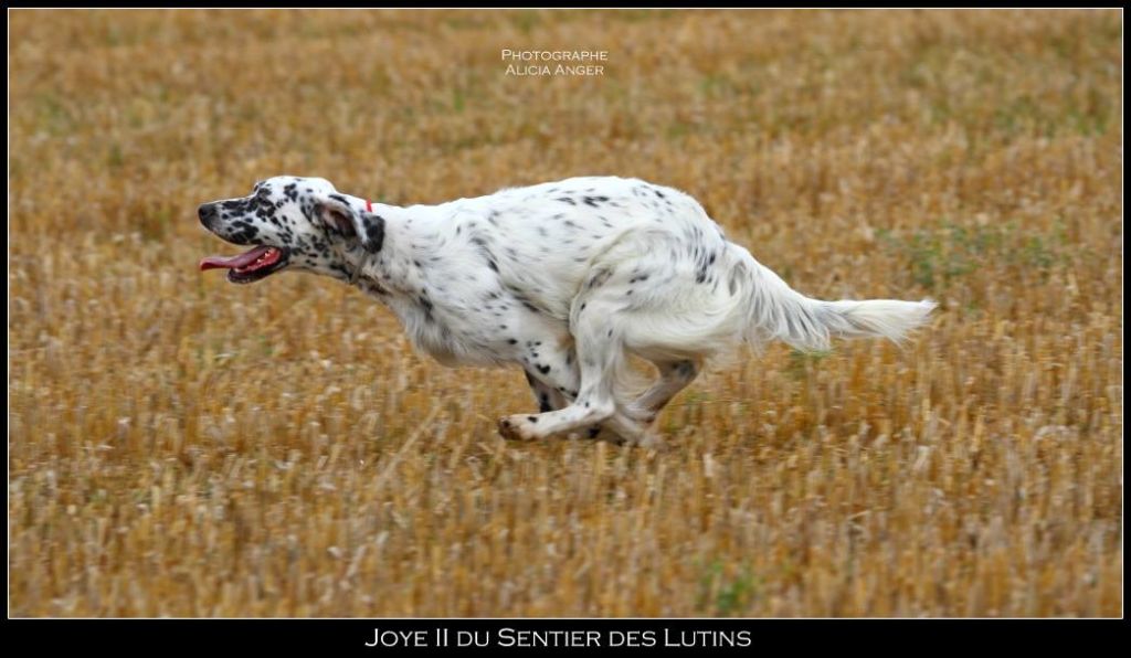 Des Miroirs D'Automne - coupe de france 2016